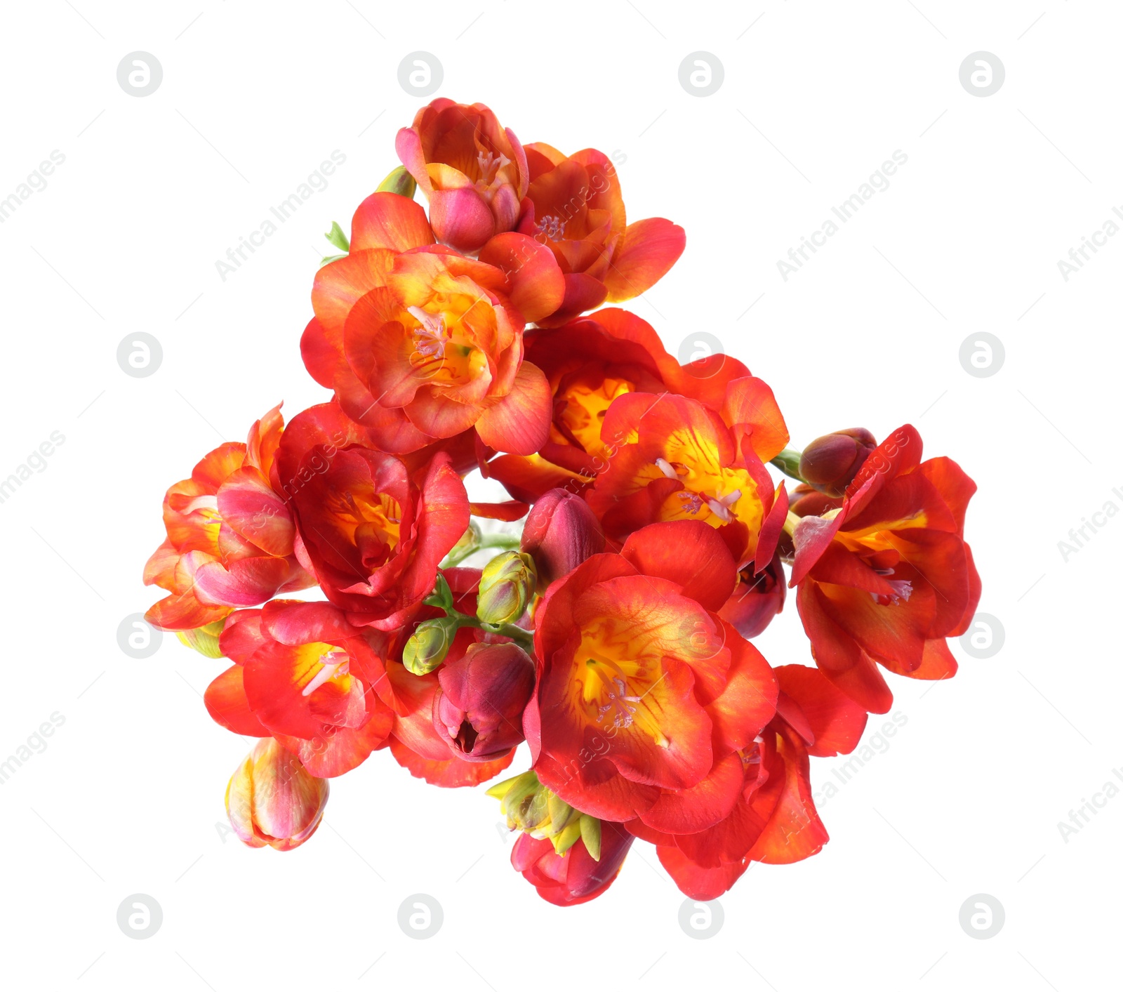 Photo of Beautiful spring freesia flowers isolated on white, top view