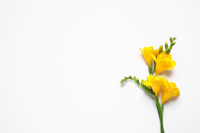 Photo of Beautiful blooming yellow freesias on white background, top view. Space for text