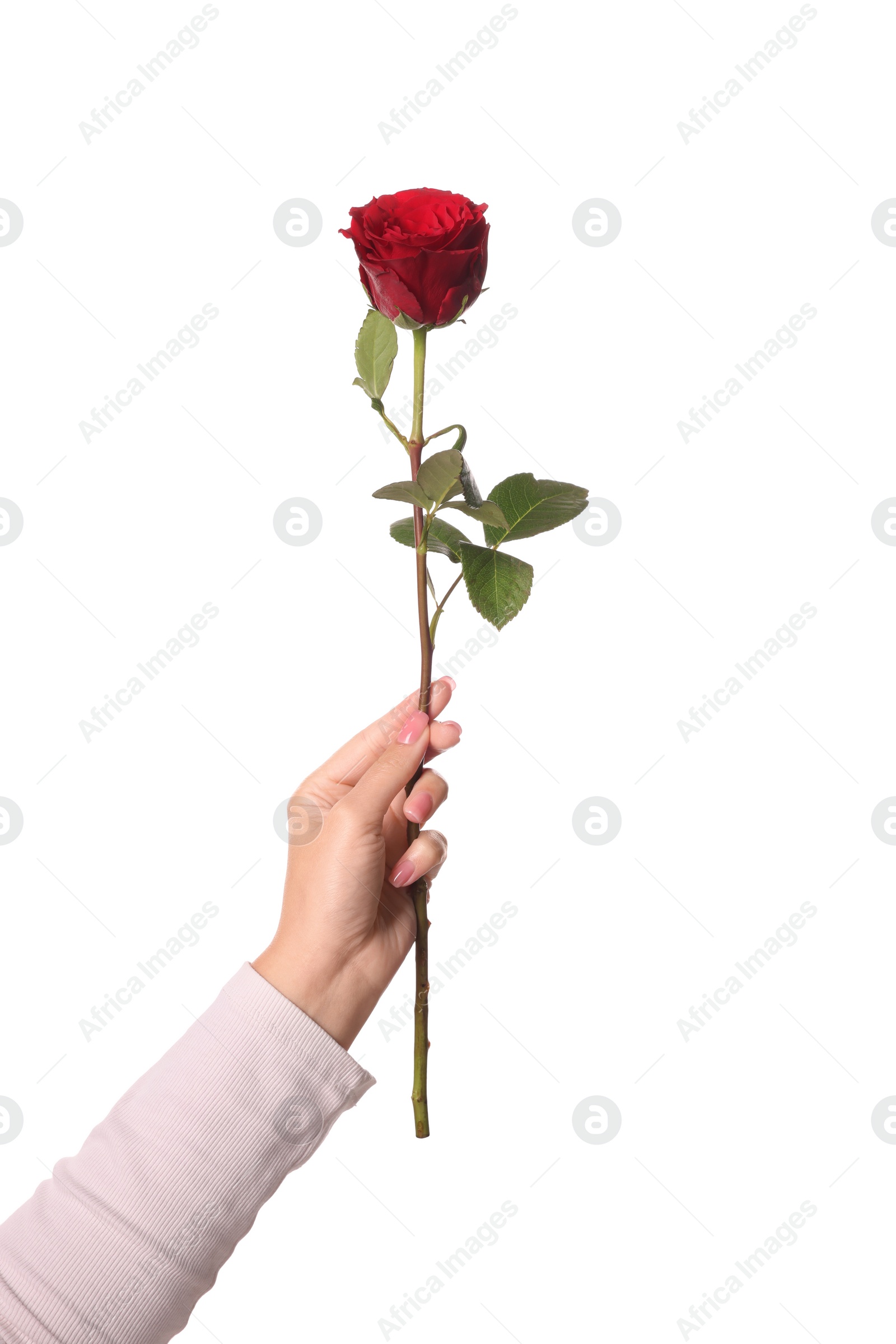 Photo of Woman holding red rose on white background, closeup