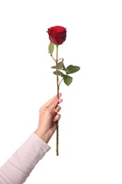 Photo of Woman holding red rose on white background, closeup