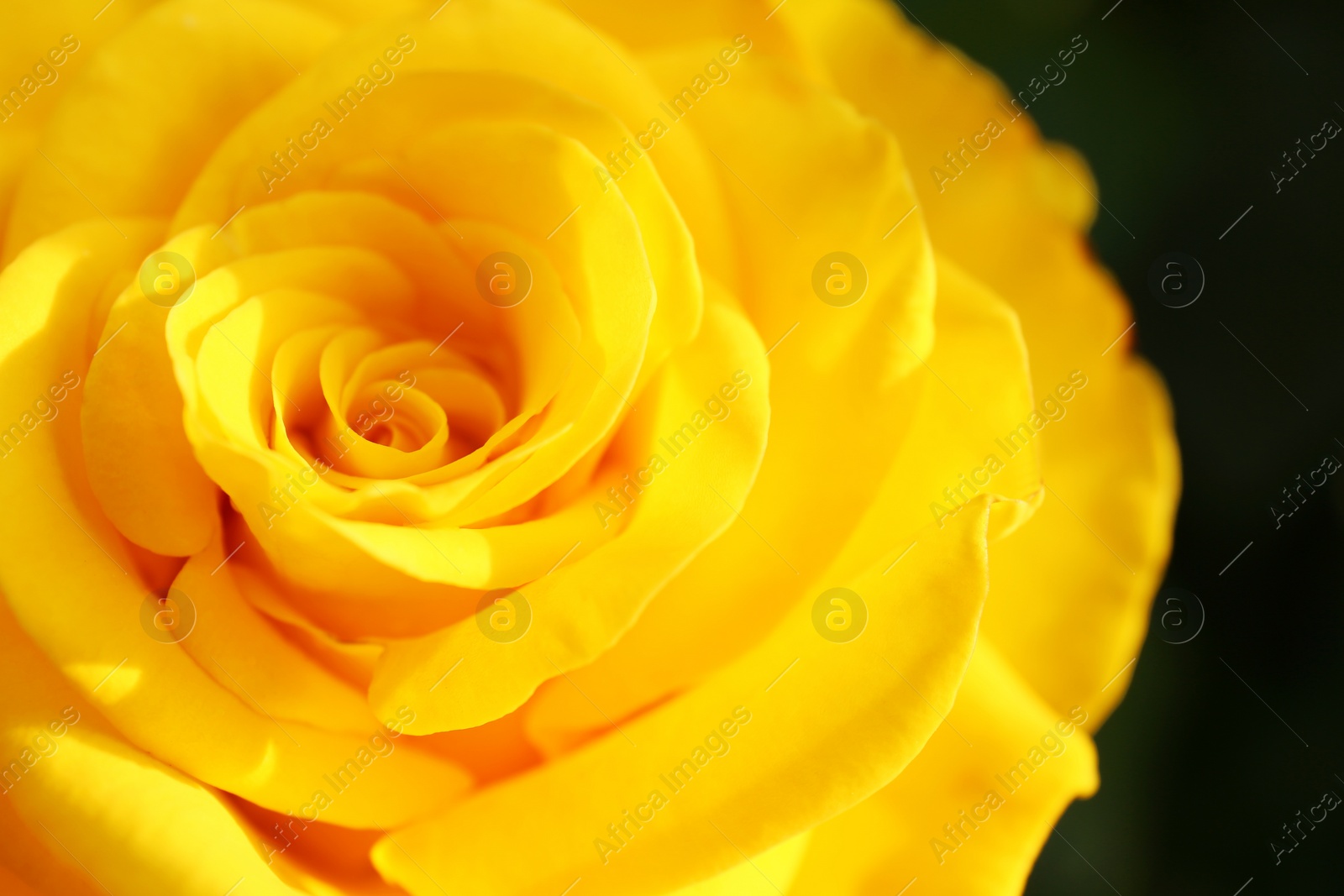 Photo of Beautiful blooming yellow rose in garden on summer day, closeup