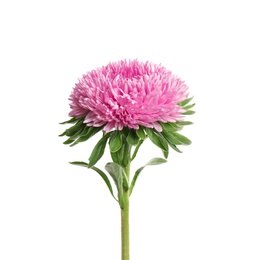 Photo of Beautiful pink aster flower on white background