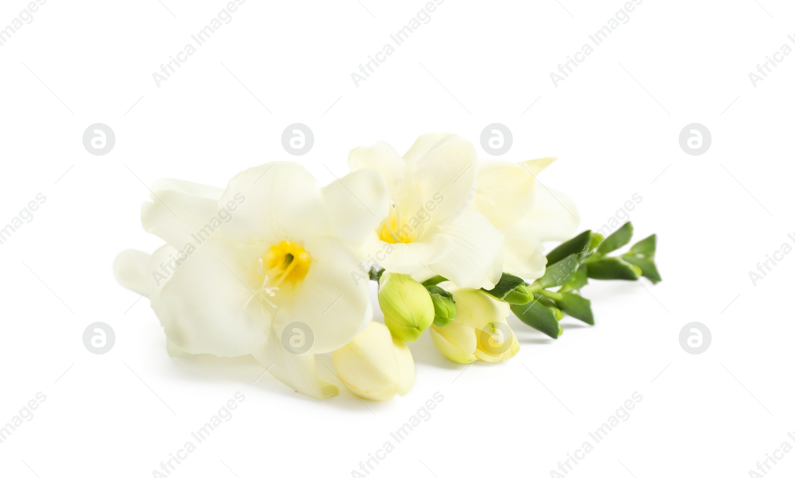 Photo of Beautiful tender freesia flowers on white background