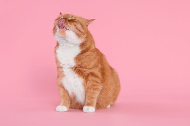 Cute cat licking itself on pink background