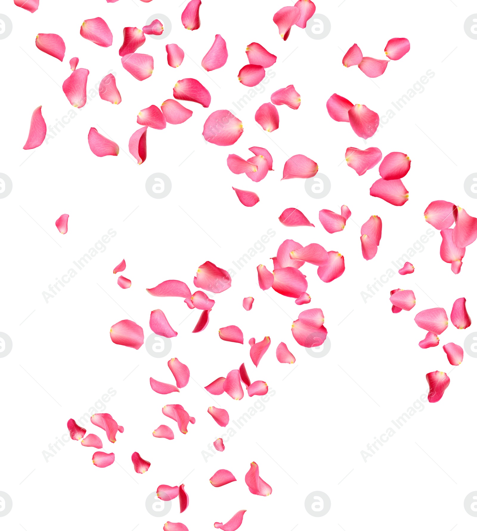 Image of Flying fresh pink rose petals on white background