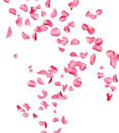 Flying fresh pink rose petals on white background