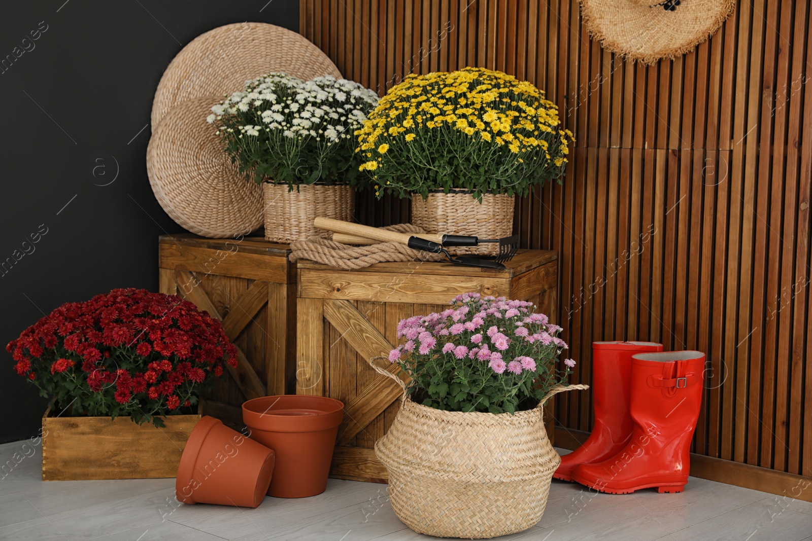 Photo of Beautiful fresh chrysanthemum flowers and gardening tools indoors