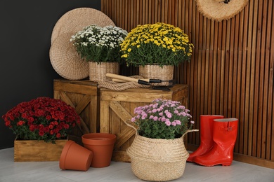 Beautiful fresh chrysanthemum flowers and gardening tools indoors