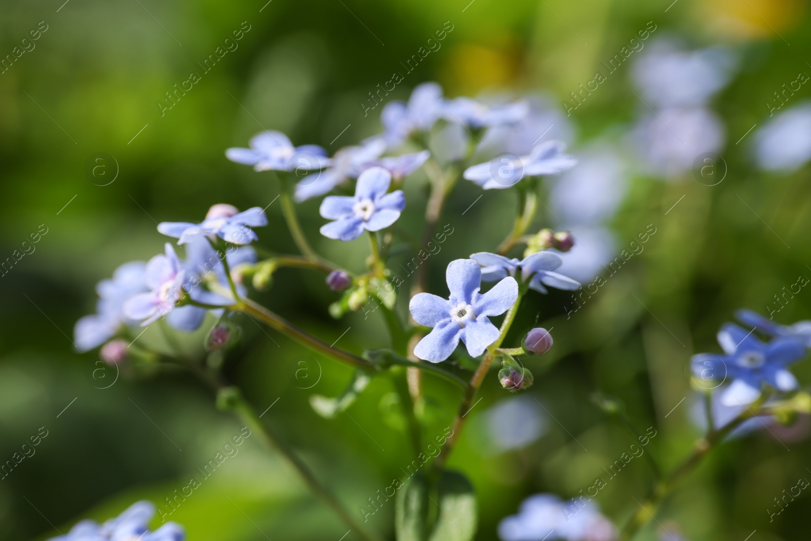 Photo of Beautiful forget-me-not flowers growing outdoors, closeup. Spring season