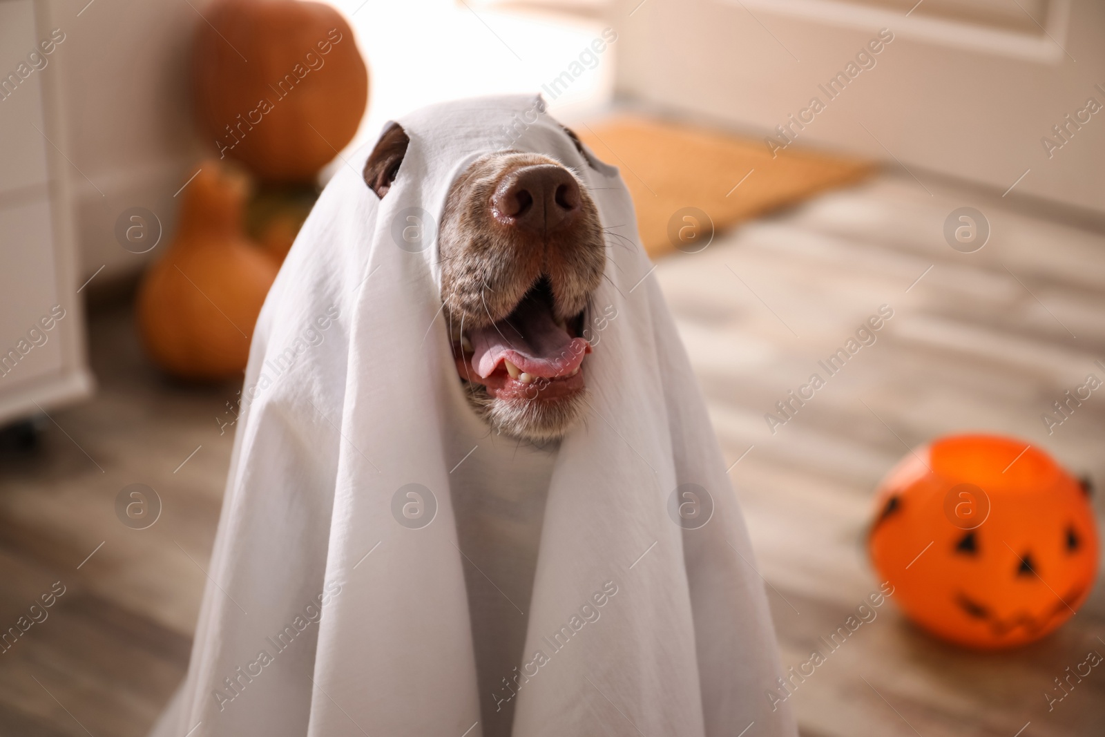 Photo of Adorable English Cocker Spaniel dressed as ghost at home. Halloween costume for pet