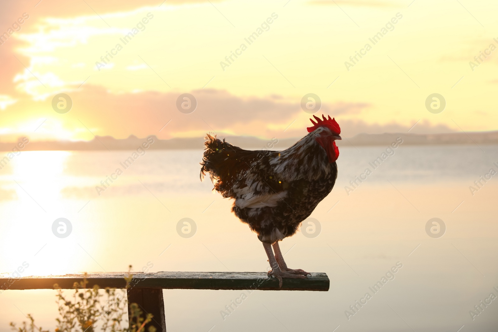 Photo of Big domestic rooster on bench near river at sunrise. Morning time