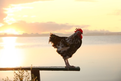 Big domestic rooster on bench near river at sunrise. Morning time