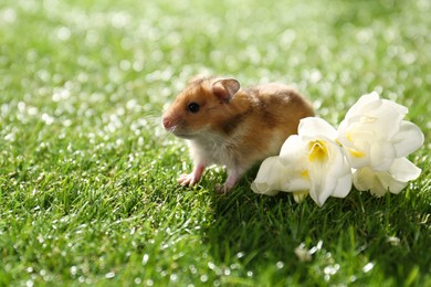 Photo of Cute little hamster near flowers on green grass outdoors, space for text