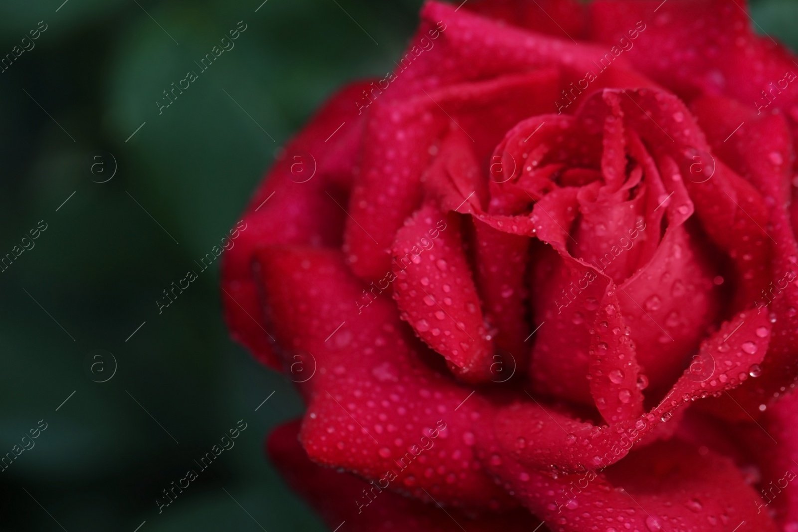 Photo of Closeup view of beautiful blooming rose against blurred background, space for text