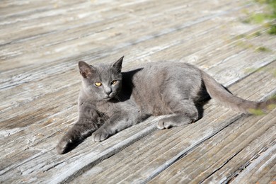 Lonely stray cat outdoors on sunny day . Homeless animal