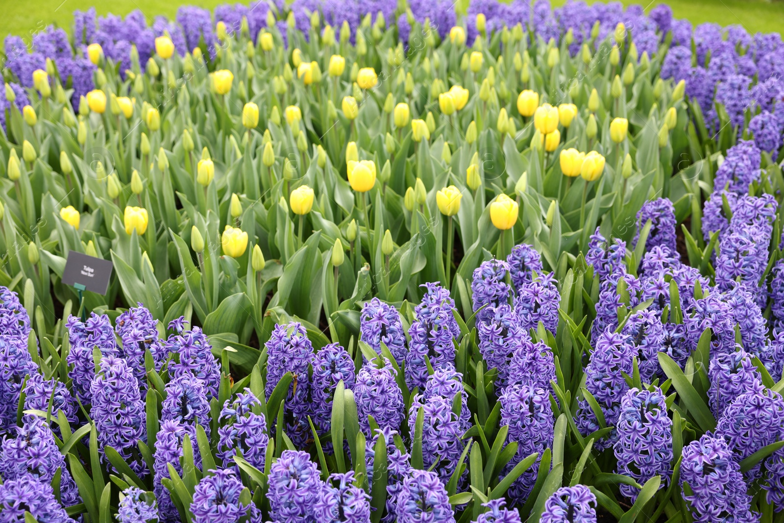 Photo of Beautiful hyacinth and tulip flowers growing outdoors