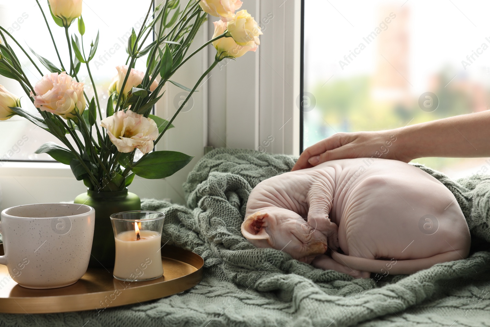Photo of Woman stroking cute Sphynx cat near window at home, closeup. Lovely pet