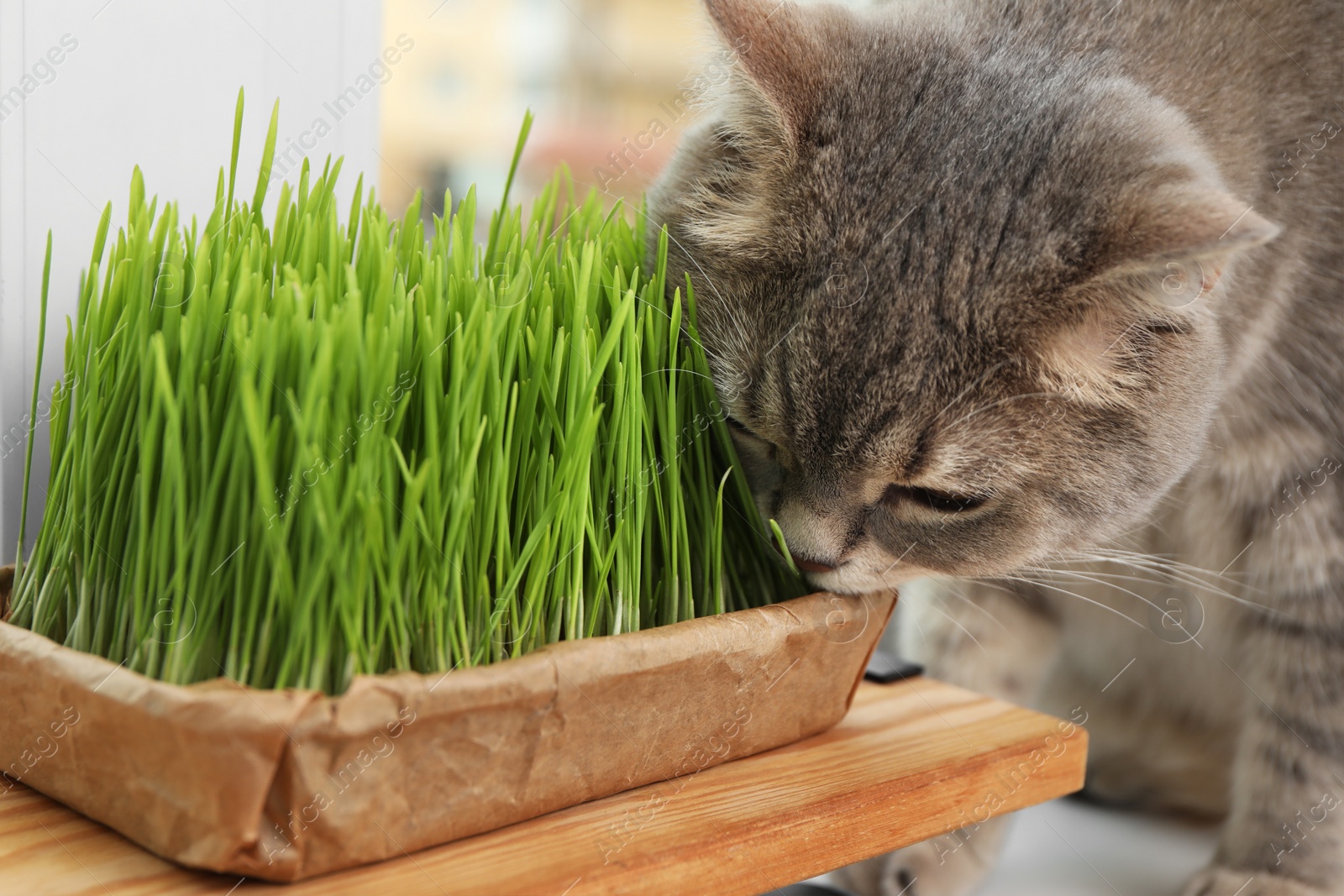 Photo of Cute cat near fresh green grass indoors