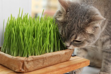 Cute cat near fresh green grass indoors
