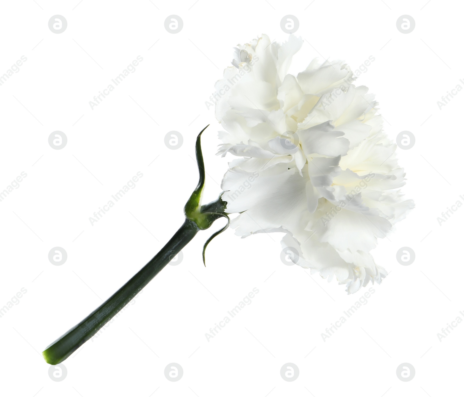 Photo of Beautiful aromatic carnation flower isolated on white