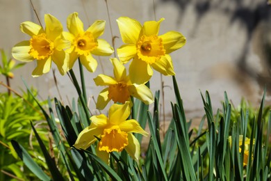 Photo of Beautiful yellow daffodils growing outdoors on spring day