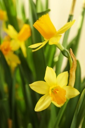 Photo of Closeup view of beautiful spring yellow narcissi