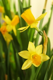 Closeup view of beautiful spring yellow narcissi