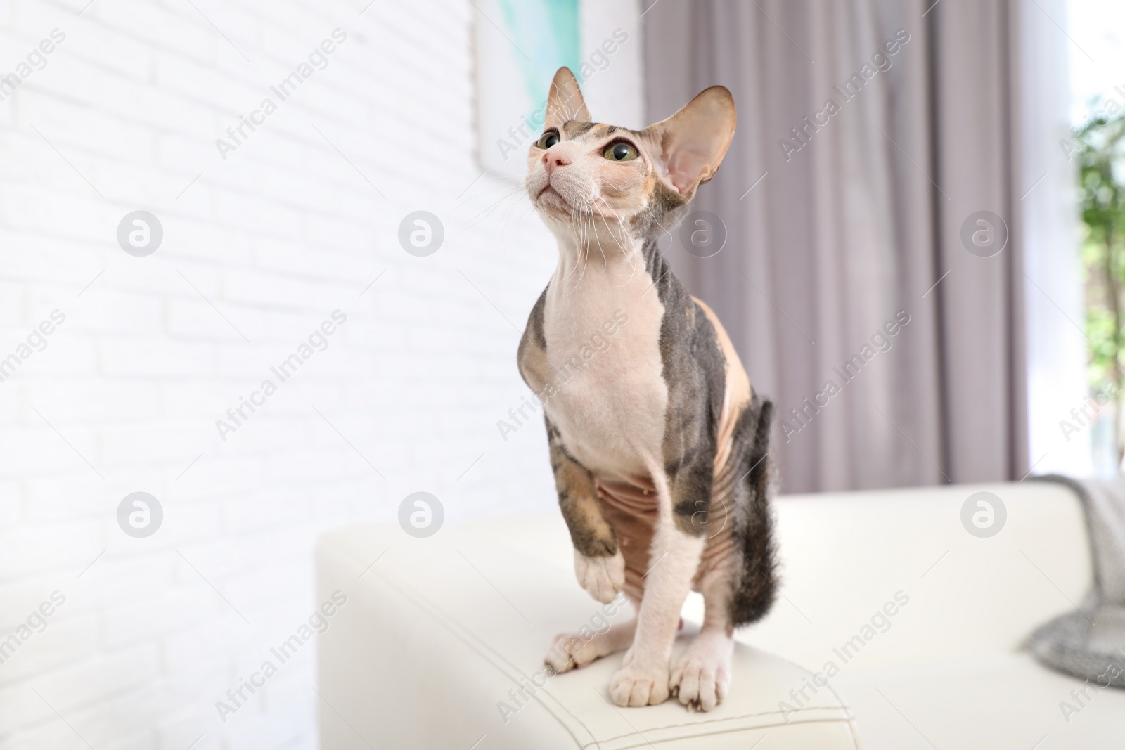 Photo of Adorable Sphynx cat on sofa at home, space for text. Cute friendly pet