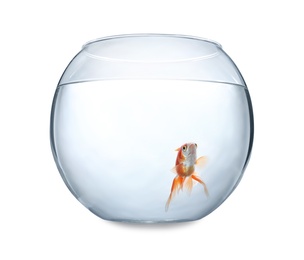 Photo of Beautiful bright small goldfish in round glass aquarium isolated on white