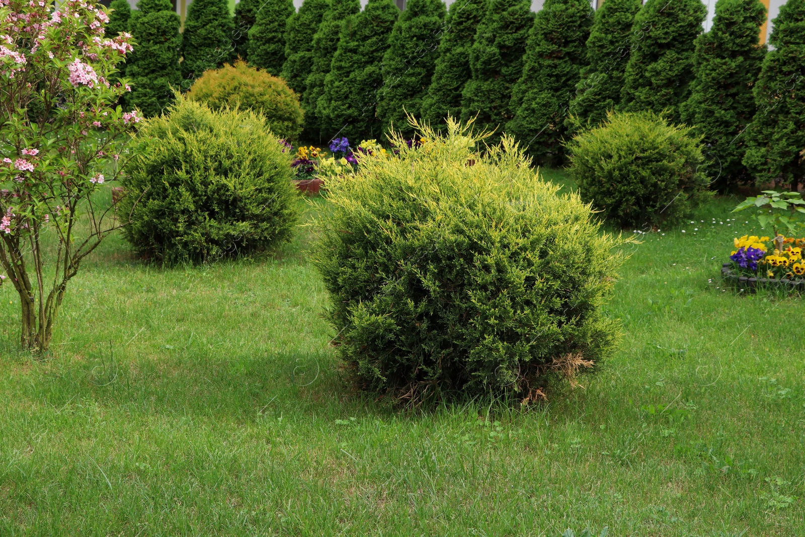 Photo of Beautiful spacious yard with shrubbery. Gardening and landscaping