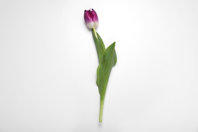 Photo of Beautiful purple tulip flower on white background, top view