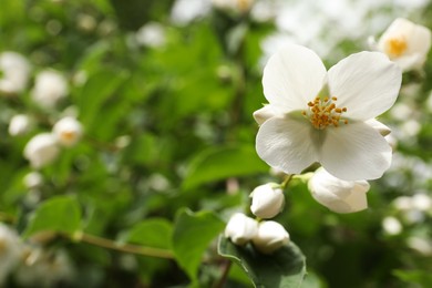 Photo of Closeup view of beautiful jasmine flowers outdoors. Space for text