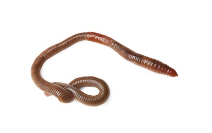 Photo of One earthworm isolated on white. Terrestrial invertebrates