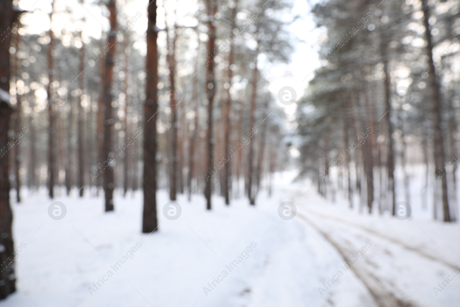 Photo of Beautiful snowy forest in winter, blurred view