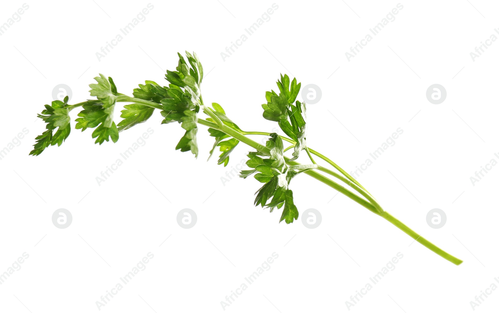 Photo of Fresh green organic parsley on white background