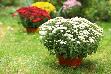 Photo of Beautiful white chrysanthemum flowers in pot outdoors
