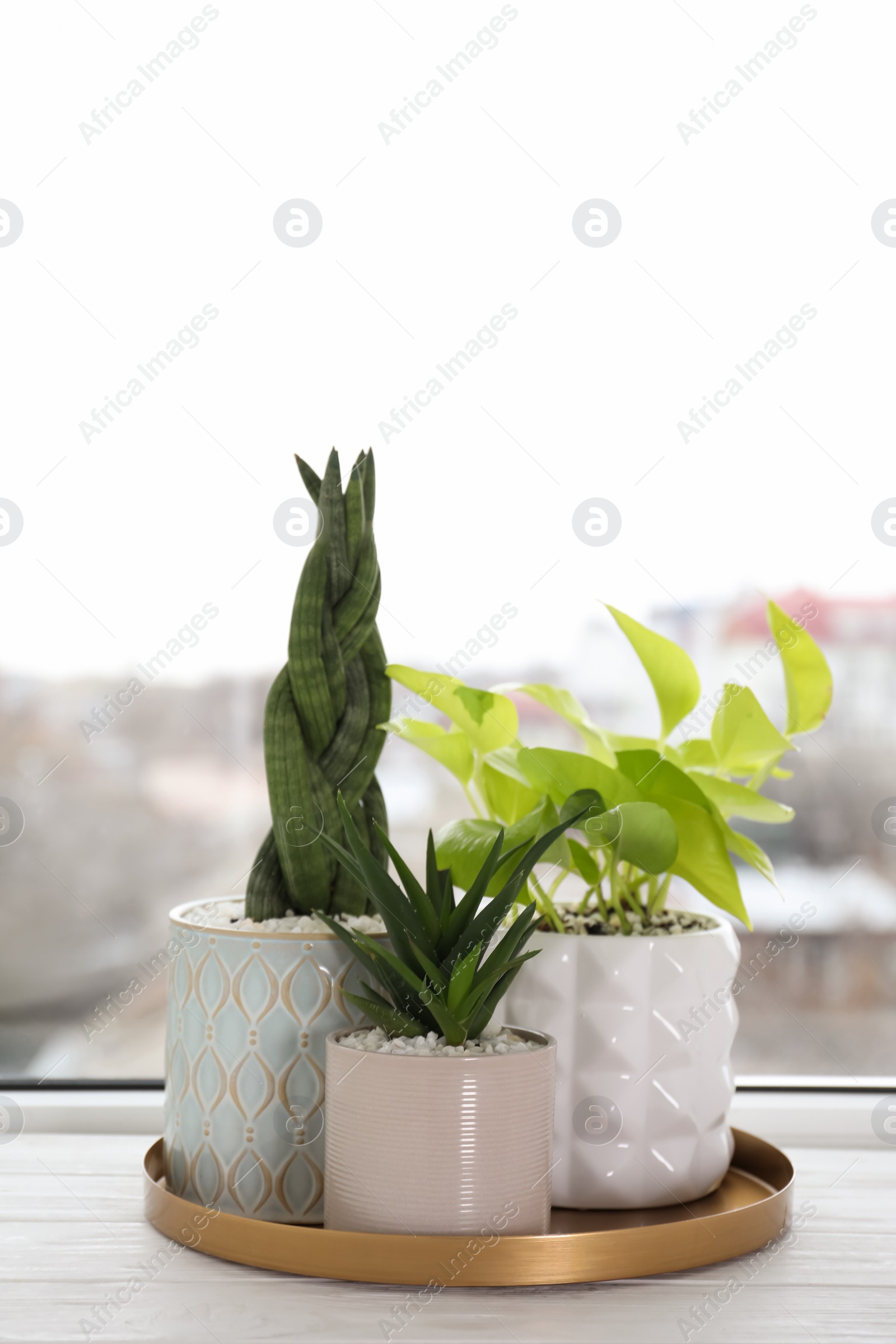 Photo of Beautiful Aloe with Sansevieria and Scindapsus in pots on white wooden windowsill. Different house plants