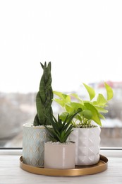 Beautiful Aloe with Sansevieria and Scindapsus in pots on white wooden windowsill. Different house plants