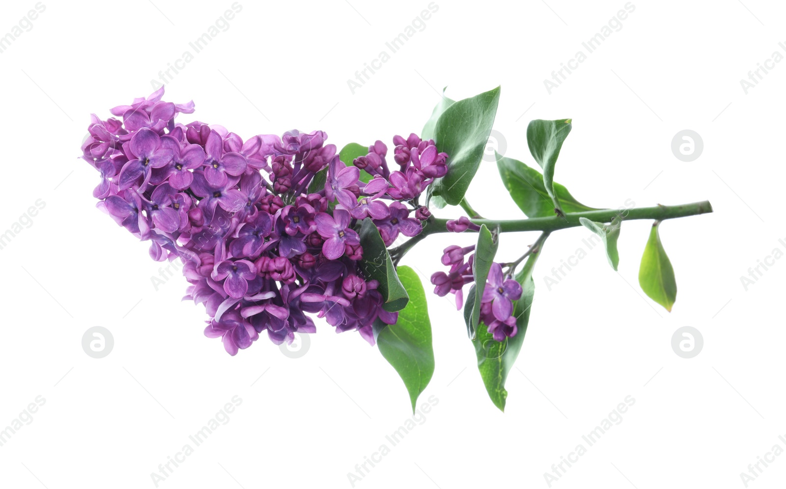 Photo of Beautiful blossoming lilac branch with leaves isolated on white