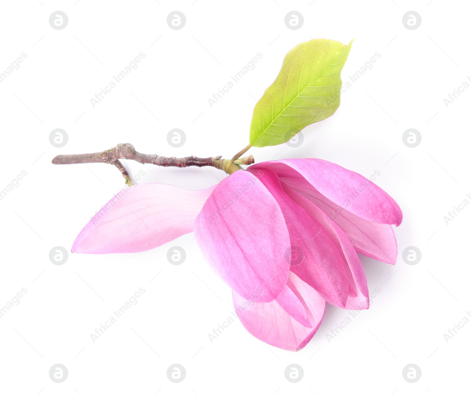 Photo of Beautiful pink magnolia flower isolated on white