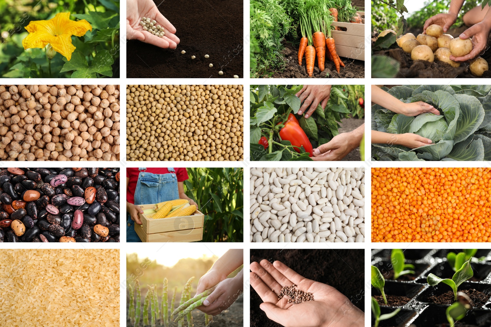 Image of Collage with different photos of vegetables, legumes and seeds. Vegan lifestyle