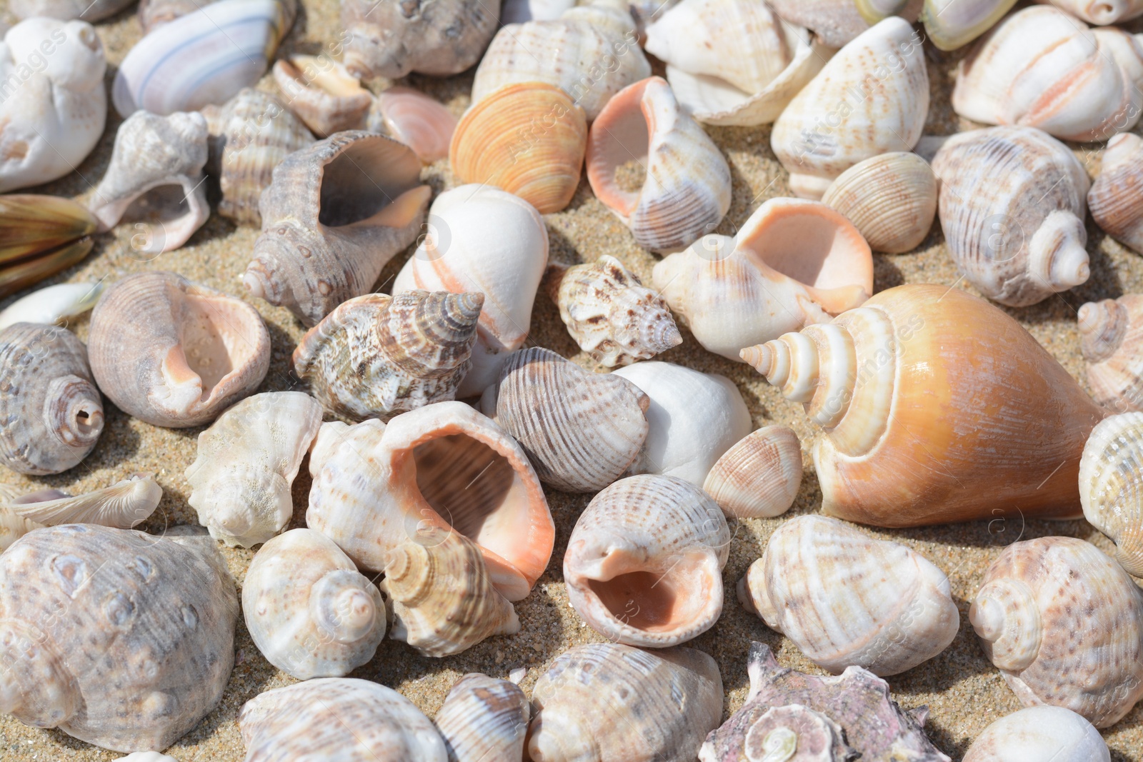 Photo of Many beautiful sea shells on sand, closeup