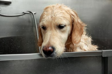 Photo of Cute dog in bathtub at grooming salon