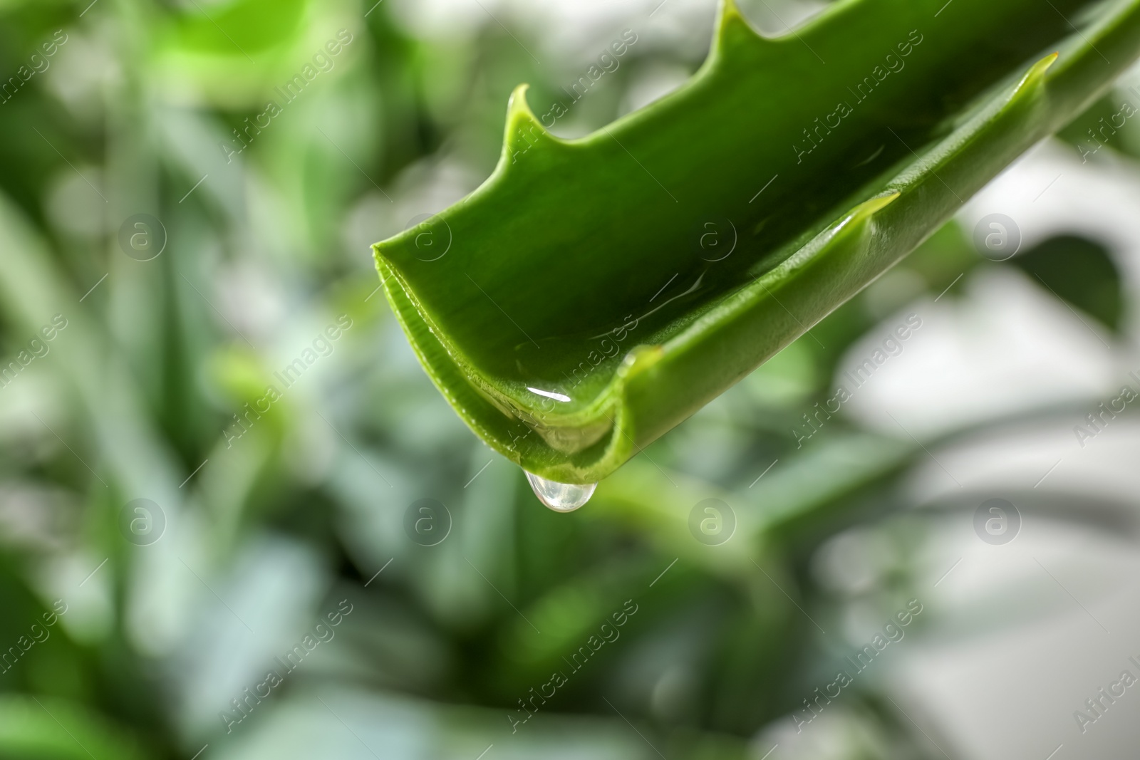 Photo of Dripping aloe vera gel from leaf against blurred background, closeup. Space for text