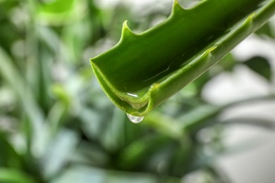 Photo of Dripping aloe vera gel from leaf against blurred background, closeup. Space for text