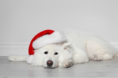 Cute dog with Christmas hat on floor near light wall