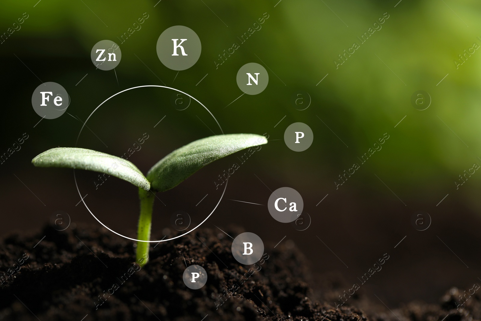 Image of Mineral fertilizer. Young seedling growing in soil outdoors, closeup