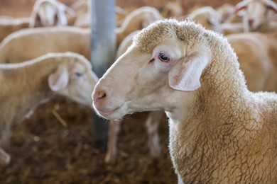 Photo of Sheep on hay at farm. Cute animals