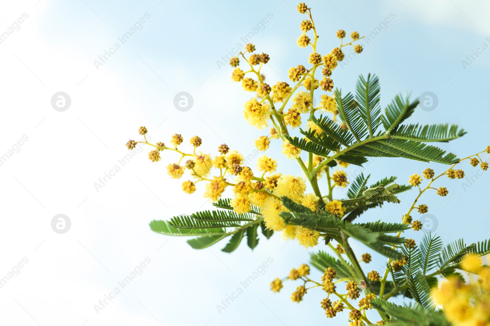 Photo of Beautiful view of mimosa tree with bright yellow flowers against blue sky