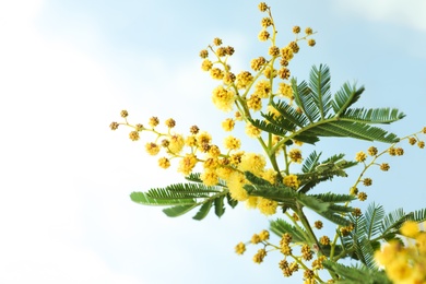 Photo of Beautiful viewmimosa tree with bright yellow flowers against blue sky